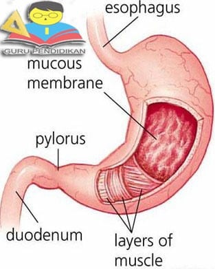 Detail Gambar Lambung Dan Bagian Bagiannya Nomer 11
