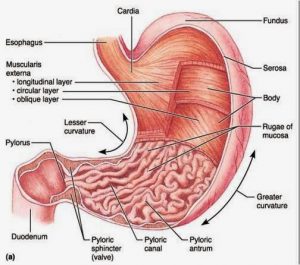 Detail Gambar Lambung Dan Bagian Bagiannya Nomer 14