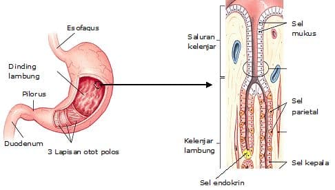 Detail Gambar Lambung Dan Bagian Bagiannya Nomer 16