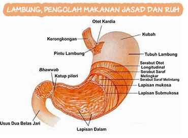 Detail Gambar Lambung Dan Bagian Bagiannya Nomer 17