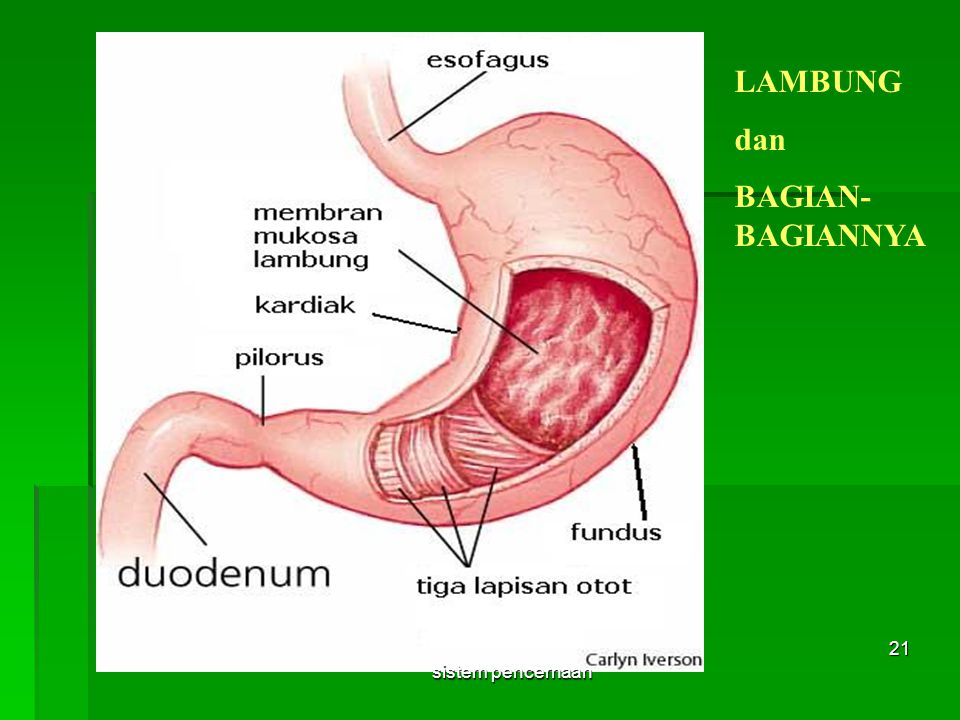 Detail Gambar Lambung Dan Bagian Bagiannya Nomer 20