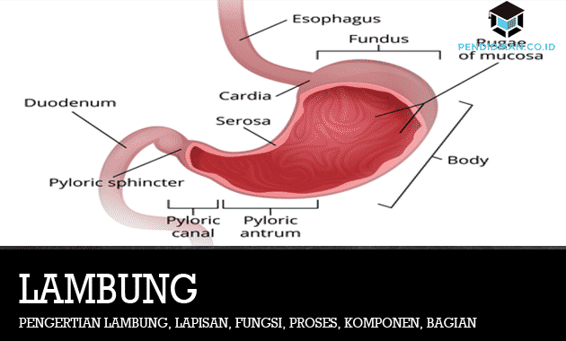 Detail Gambar Lambung Dan Bagian Bagiannya Nomer 21