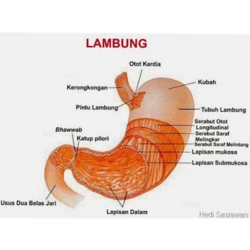 Detail Gambar Lambung Dan Bagian Bagiannya Nomer 22