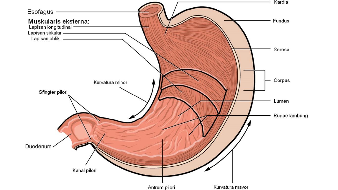Detail Gambar Lambung Dan Bagian Bagiannya Nomer 23