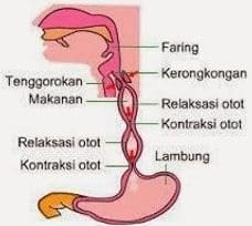 Detail Gambar Lambung Dan Bagian Bagiannya Nomer 27