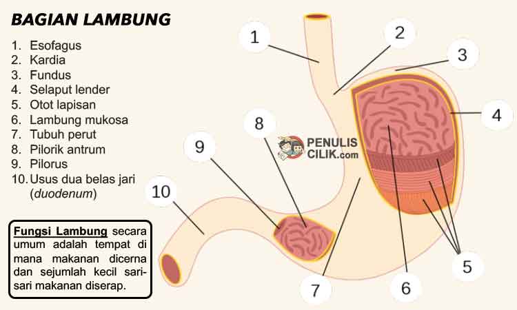 Detail Gambar Lambung Dan Bagian Bagiannya Nomer 4