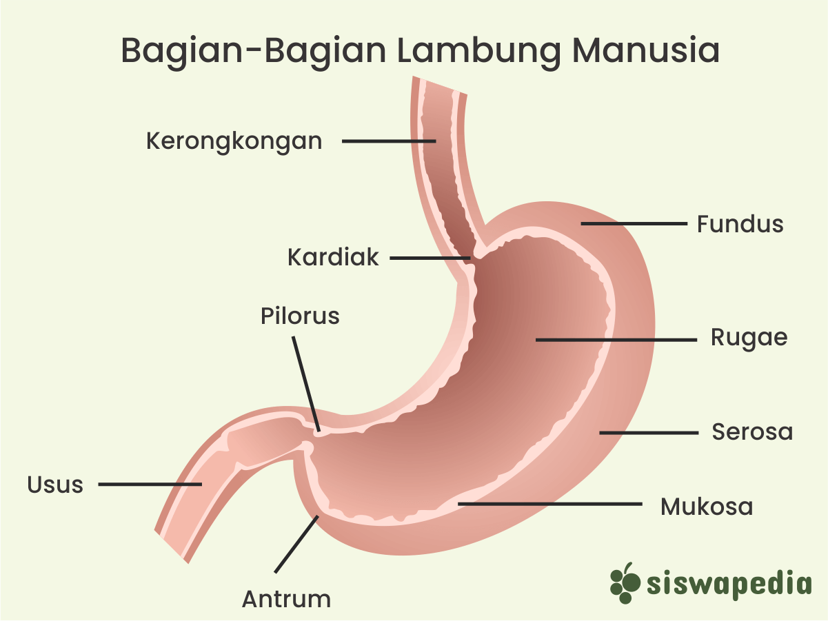 Detail Gambar Lambung Dan Bagian Bagiannya Nomer 8