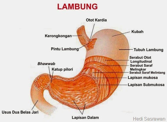 Detail Gambar Lambung Dan Bagian Bagiannya Nomer 9