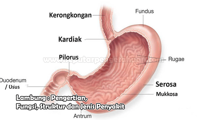 Detail Gambar Lambung Dan Bagian Bagiannya Nomer 10