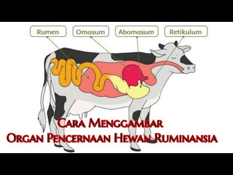 Detail Gambar Lambung Sapi Nomer 24