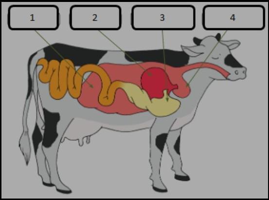 Detail Gambar Lambung Sapi Nomer 5