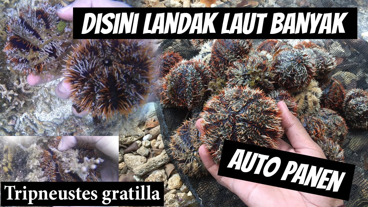 Detail Gambar Landak Laut Nomer 50