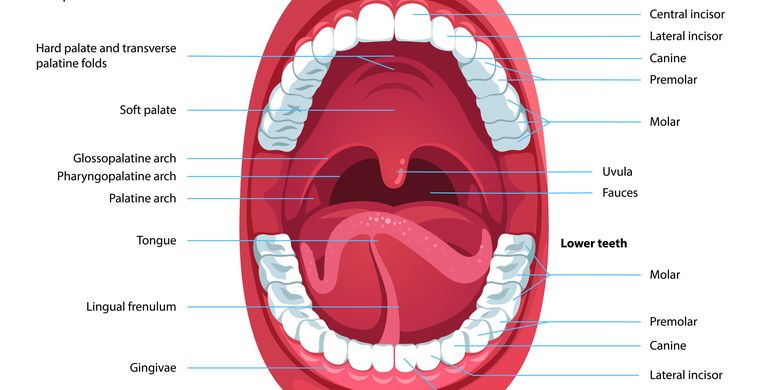 Detail Gambar Langit Langit Mulut Yang Sehat Nomer 28