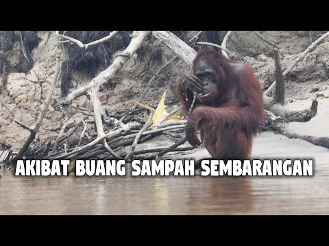 Detail Gambar Larangan Buang Sampah Sembarangan Nomer 44