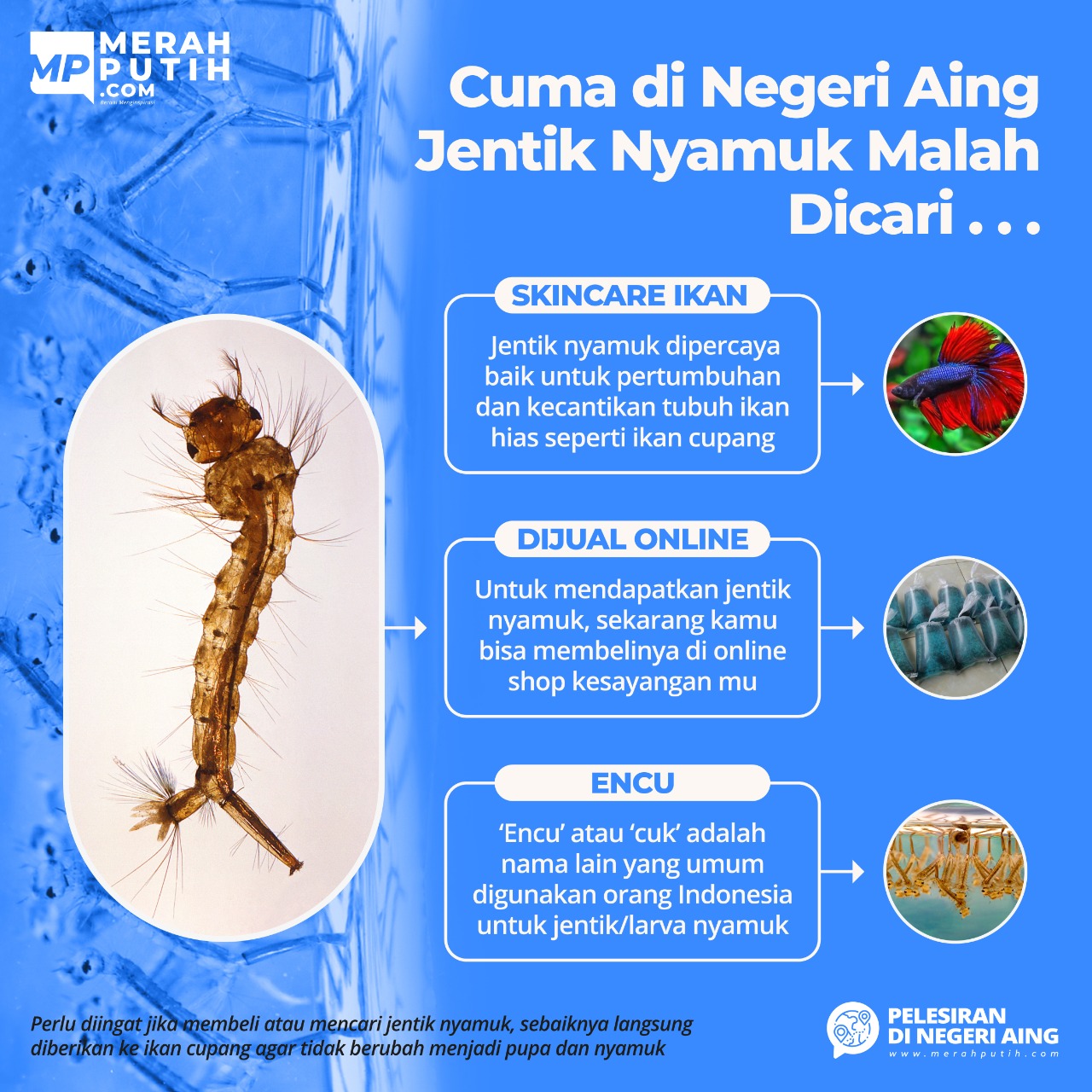 Detail Gambar Larva Nyamuk Nomer 11