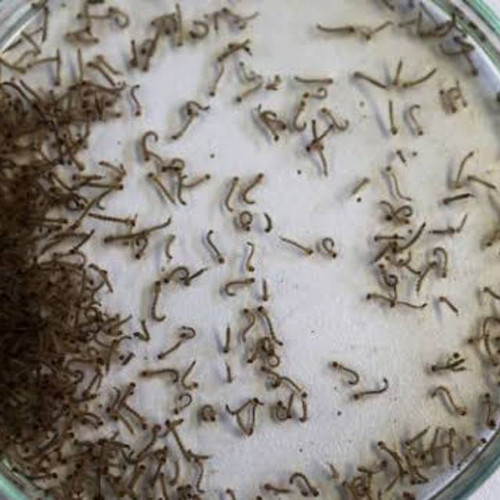 Detail Gambar Larva Nyamuk Nomer 15