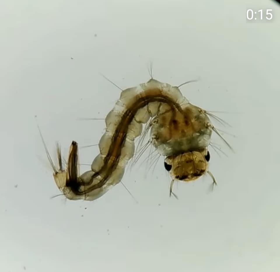 Detail Gambar Larva Nyamuk Nomer 23