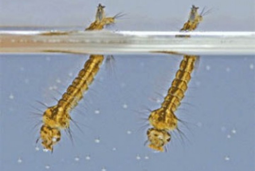 Detail Gambar Larva Nyamuk Nomer 3