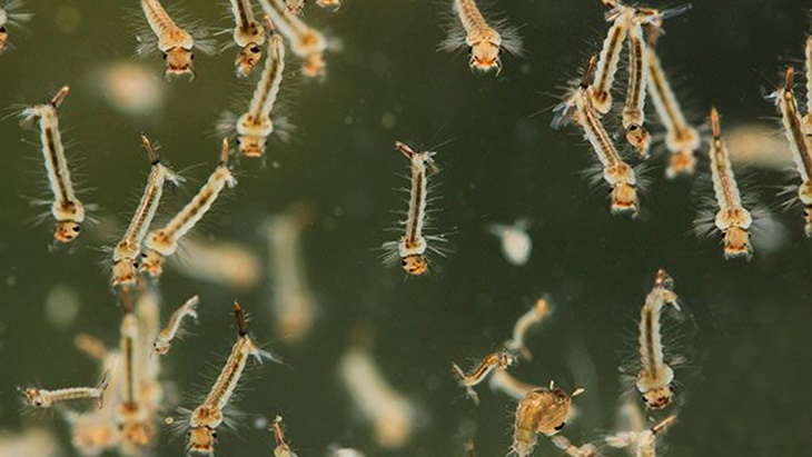 Detail Gambar Larva Nyamuk Nomer 28