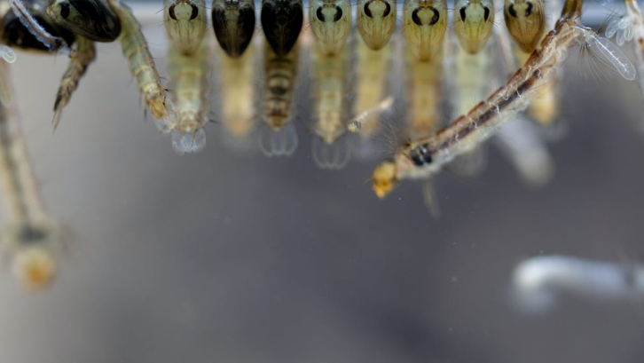 Detail Gambar Larva Nyamuk Nomer 30