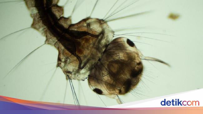 Detail Gambar Larva Nyamuk Nomer 32