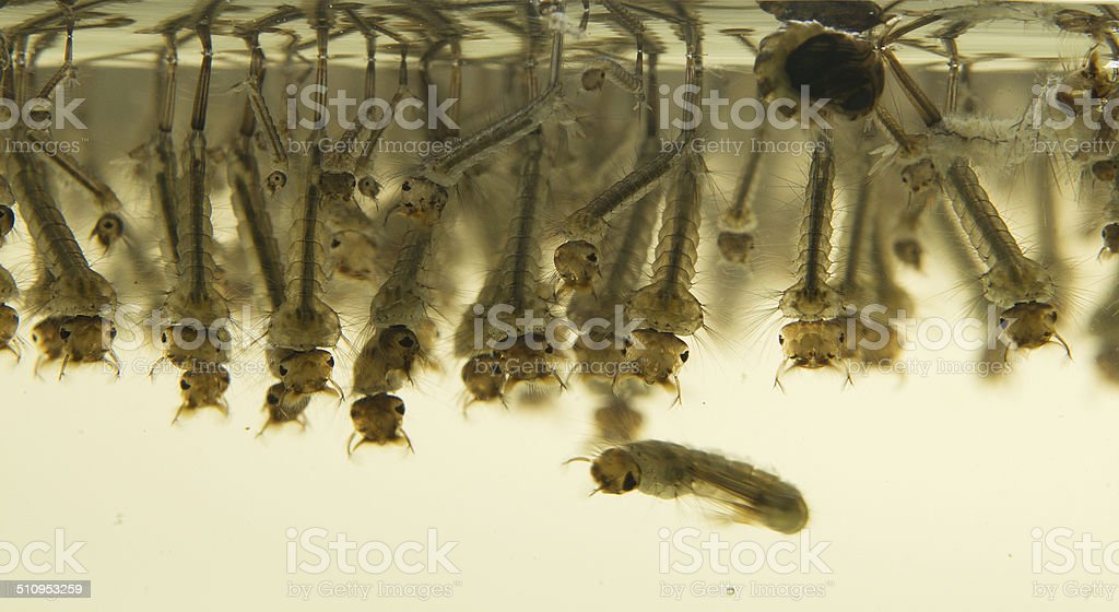 Detail Gambar Larva Nyamuk Nomer 33