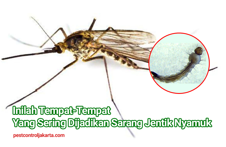 Detail Gambar Larva Nyamuk Nomer 40