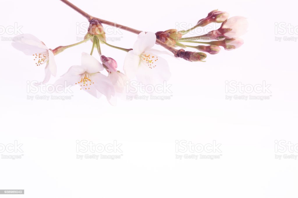 Detail Gambar Latar Belakang Bunga Sakura Nomer 33