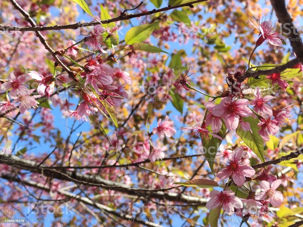 Detail Gambar Latar Belakang Bunga Sakura Nomer 53