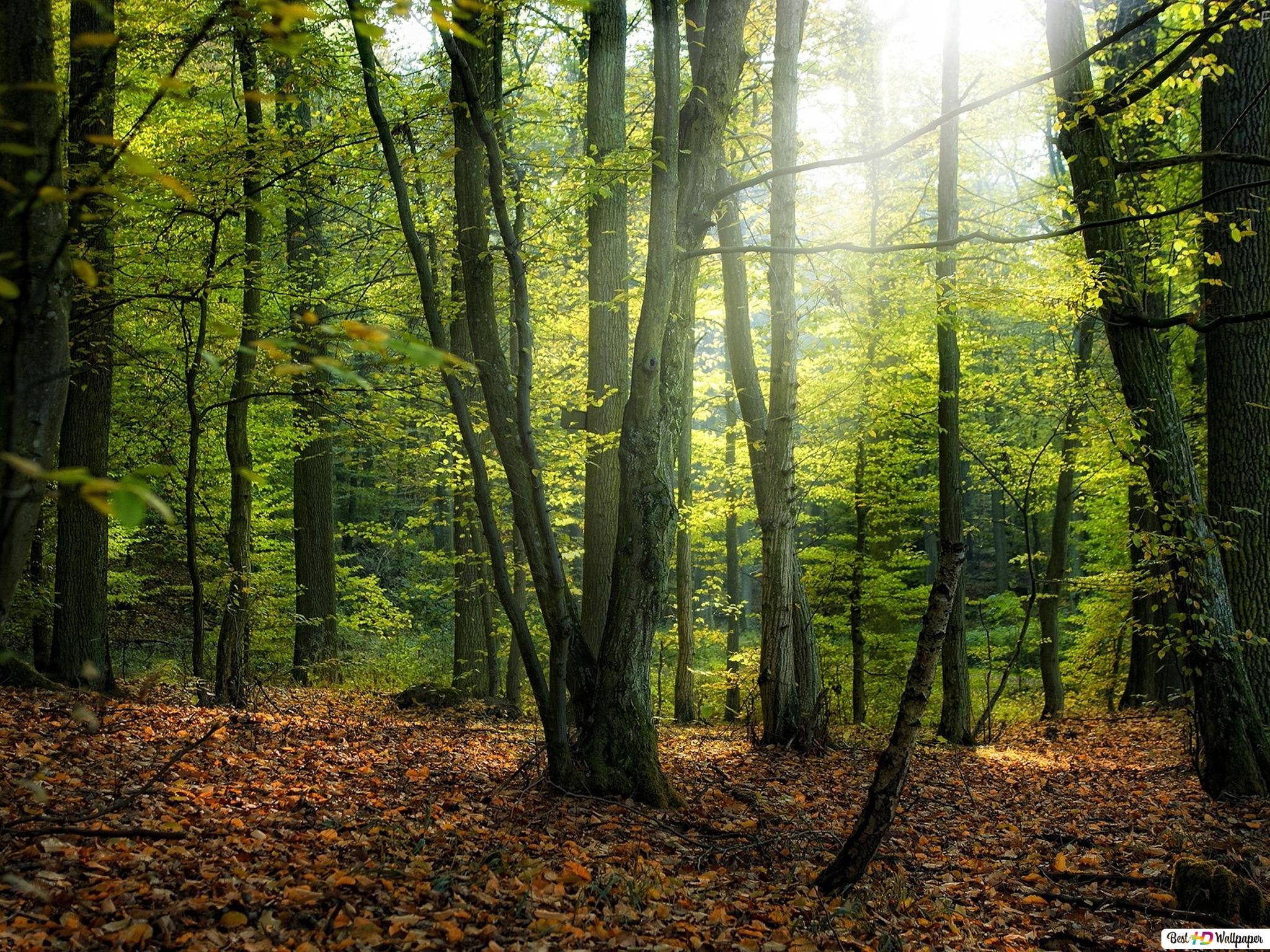 Detail Gambar Latar Belakang Hutan Nomer 31