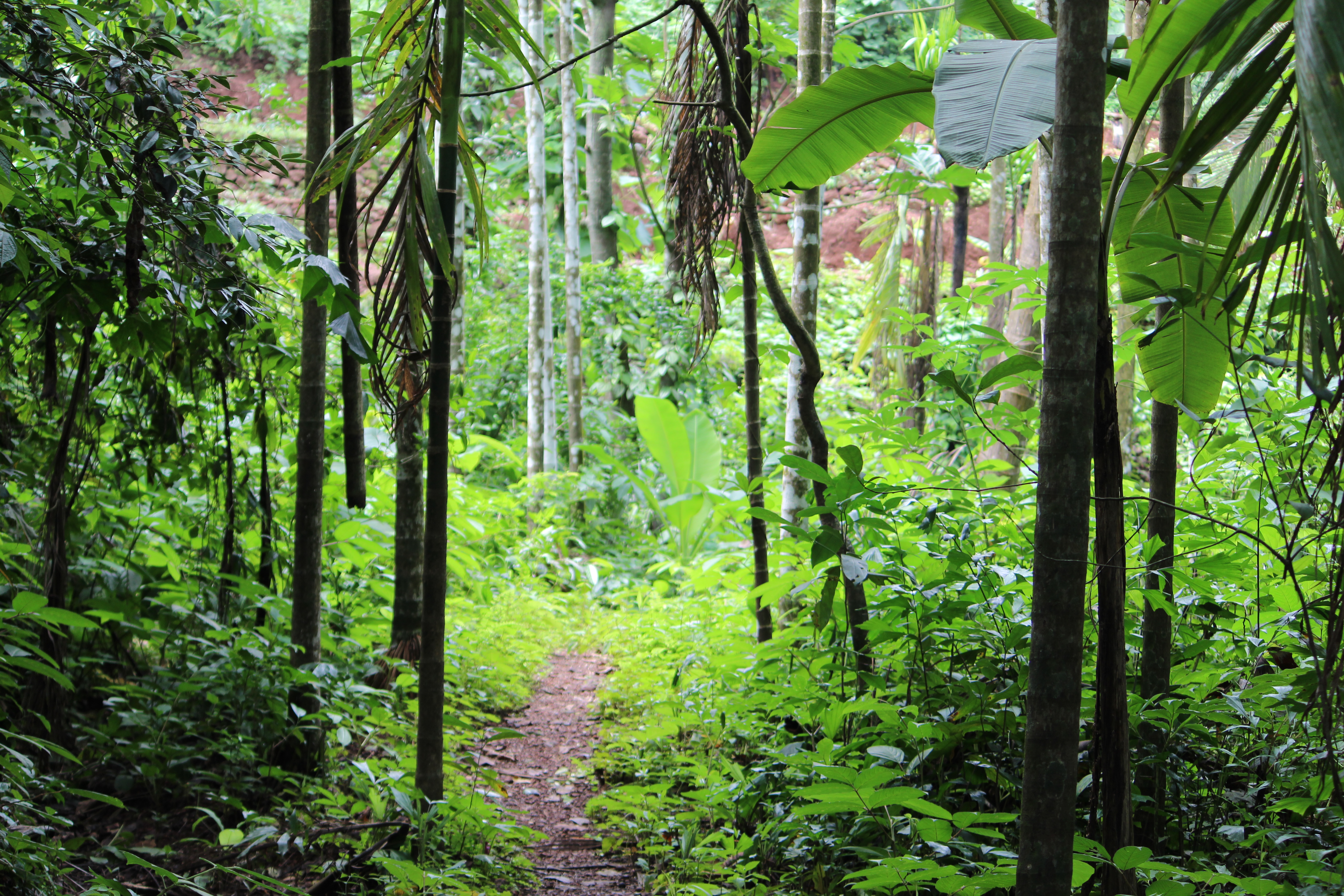 Detail Gambar Latar Belakang Hutan Nomer 35