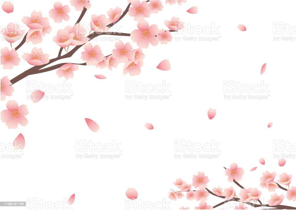 Detail Gambar Latar Bunga Sakura Nomer 16