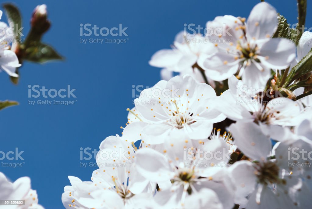 Detail Gambar Latar Bunga Sakura Nomer 29