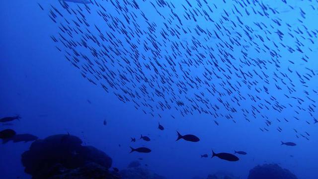 Detail Gambar Laut Dan Ikan Nomer 25