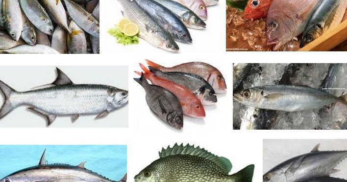 Download Gambar Laut Dan Ikan Nomer 39