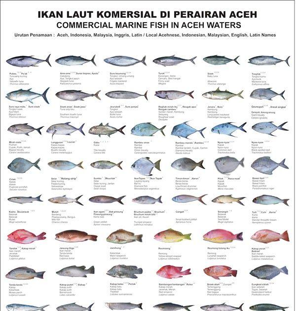 Detail Gambar Laut Dengan 9 Ikan Nomer 10