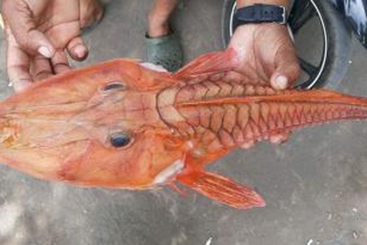 Detail Gambar Laut Dengan 9 Ikan Nomer 12