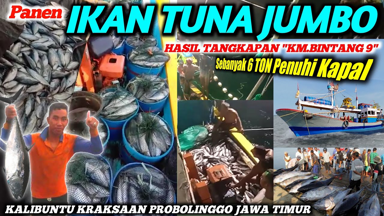 Detail Gambar Laut Dengan 9 Ikan Nomer 21