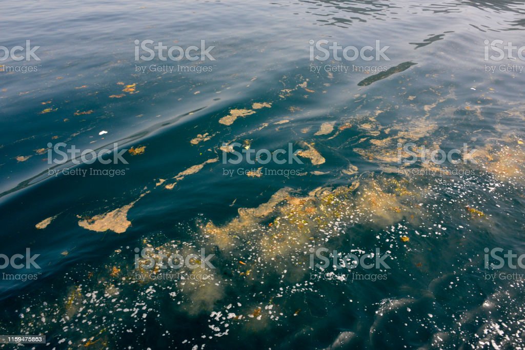 Detail Gambar Laut Tercemar Nomer 38