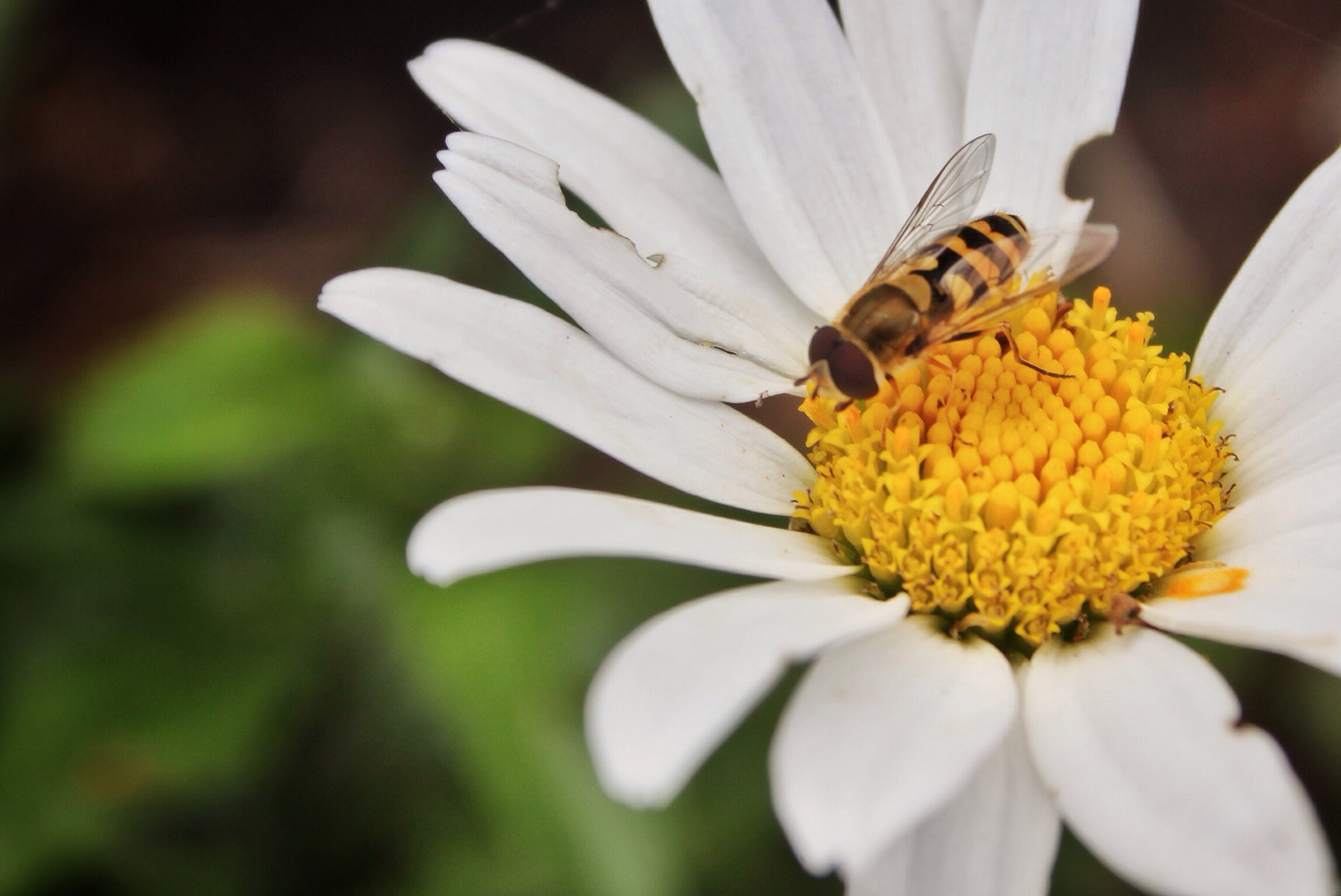Detail Gambar Lebah Dan Bunga Hitam Putih Nomer 41