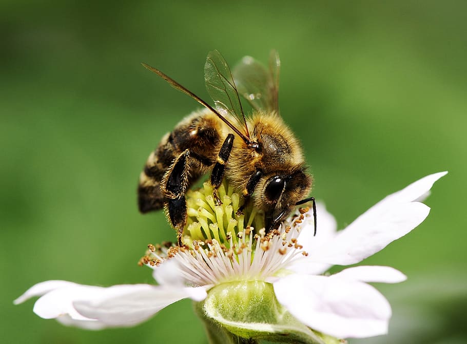 Detail Gambar Lebah Dan Bunga Hitam Putih Nomer 55