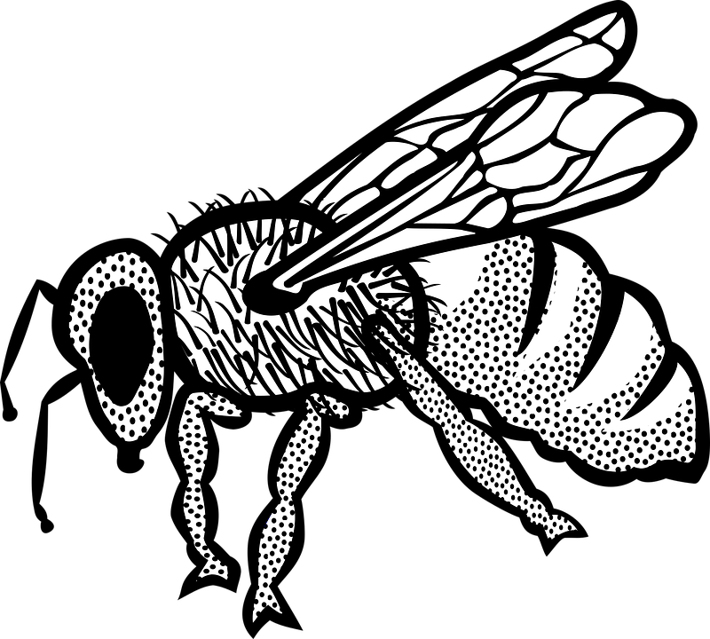 Detail Gambar Lebah Hitam Putih Nomer 17
