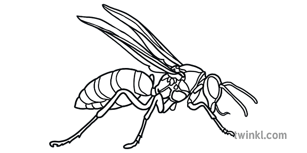 Detail Gambar Lebah Hitam Putih Nomer 31