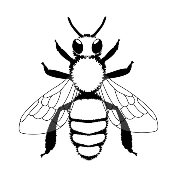 Detail Gambar Lebah Hitam Putih Nomer 33
