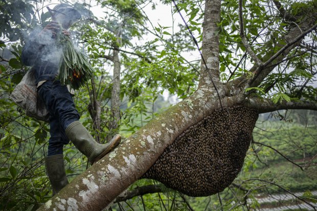 Detail Gambar Lebah Hutan Nomer 50