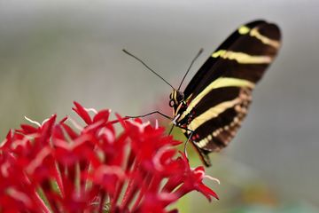 Detail Gambar Lebah Kupu Kupu Burung Capung Hitam Putih Nomer 12