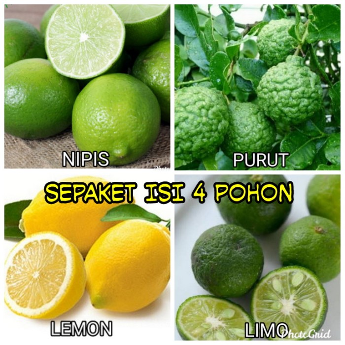 Detail Gambar Lemon Dan Jeruk Nipis Nomer 12