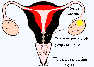 Detail Gambar Lendir Saat Ovulasi Nomer 38