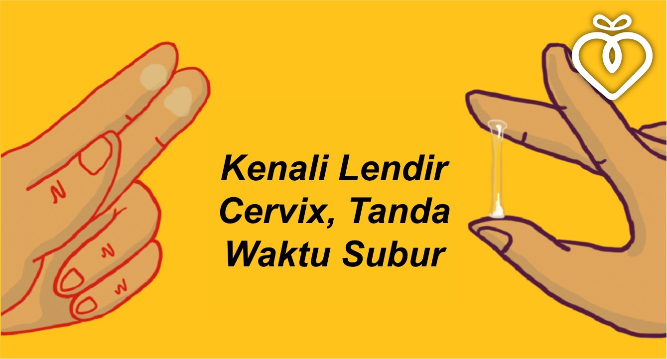 Detail Gambar Lendir Saat Ovulasi Nomer 43