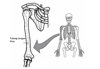 Detail Gambar Lengan Atas Nomer 11